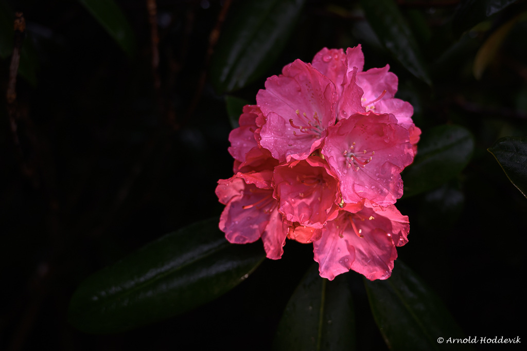 Rhododendronblomstre